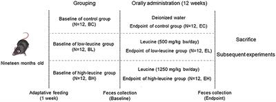 Pyruvate Might Bridge Gut Microbiota and Muscle Health in Aging Mice After Chronic High Dose of Leucine Supplementation